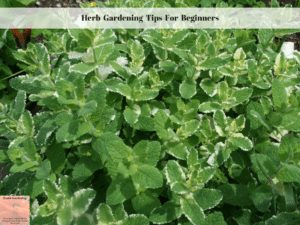 Herb Gardening Tips For Beginners