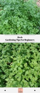 Herb Gardening Tips For Beginners