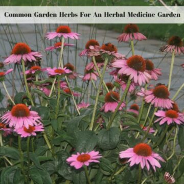 Herb Garden Tips For Beginners - Exotic Gardening