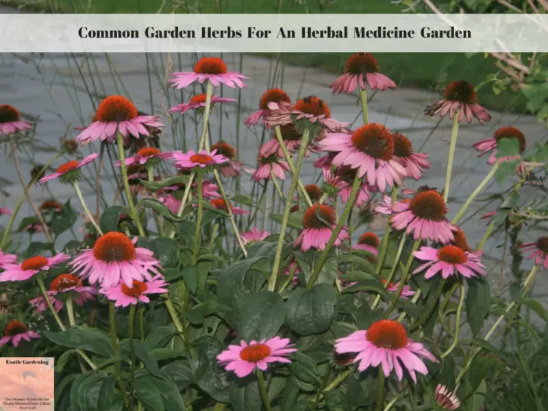 Common Garden Herbs For An Herbal Medicine Garden