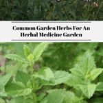 Common Garden Herbs For An Herbal Medicine Garden