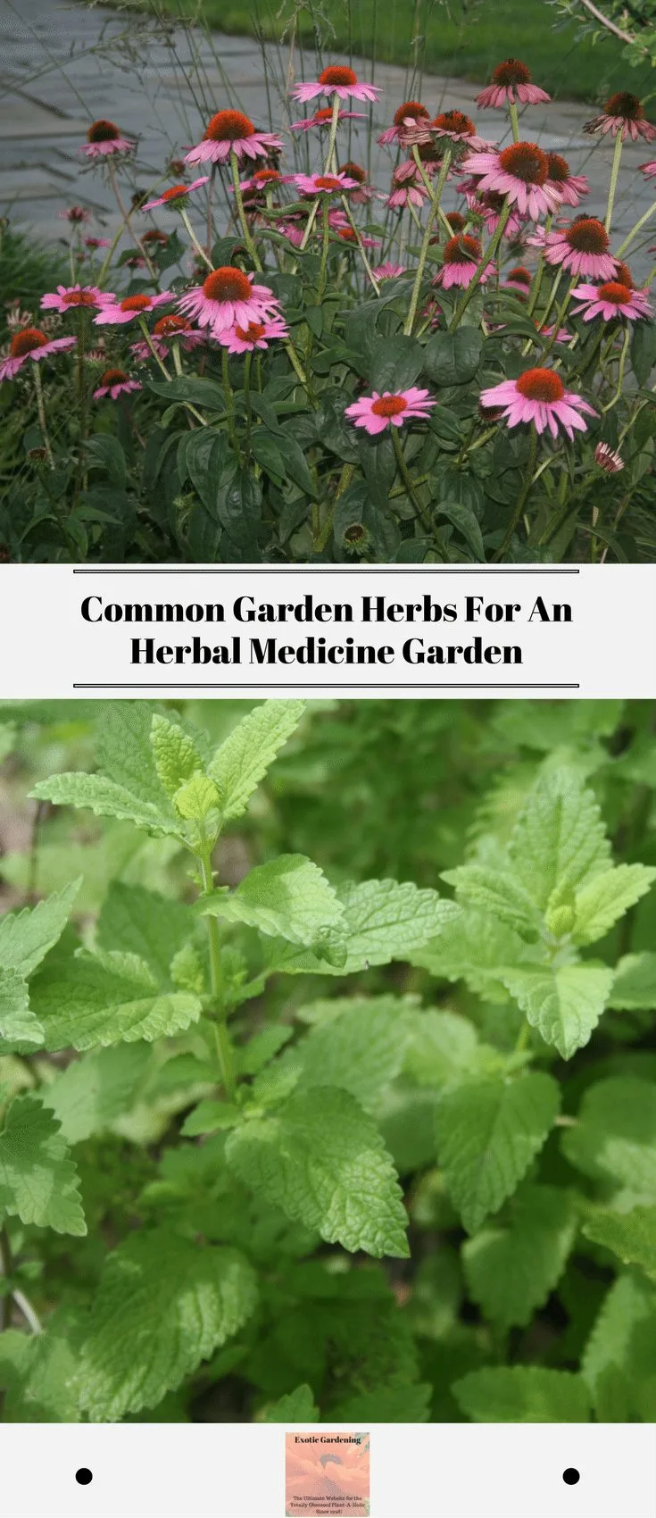 Common Garden Herbs For An Herbal Medicine Garden