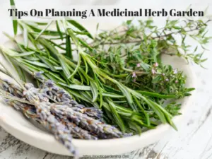 Harvested herbs laying in a bowl.