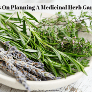Herb Gardening Tips For Beginners - Exotic Gardening