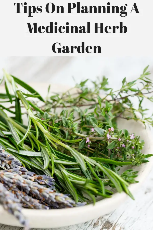 Harvested herbs laying in a bowl.