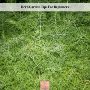 Herb Gardening Tips For Beginners - Exotic Gardening