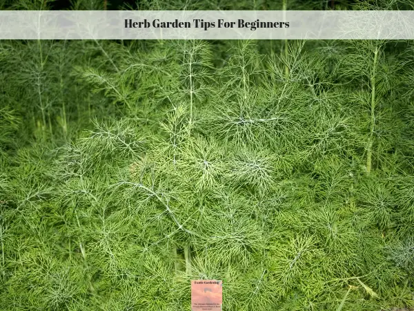 Dill weed growing in my herb garden.