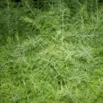 Dill weed growing in my herb garden.