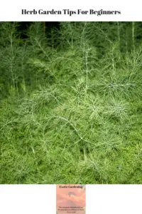 Dill weed growing in my herb garden.