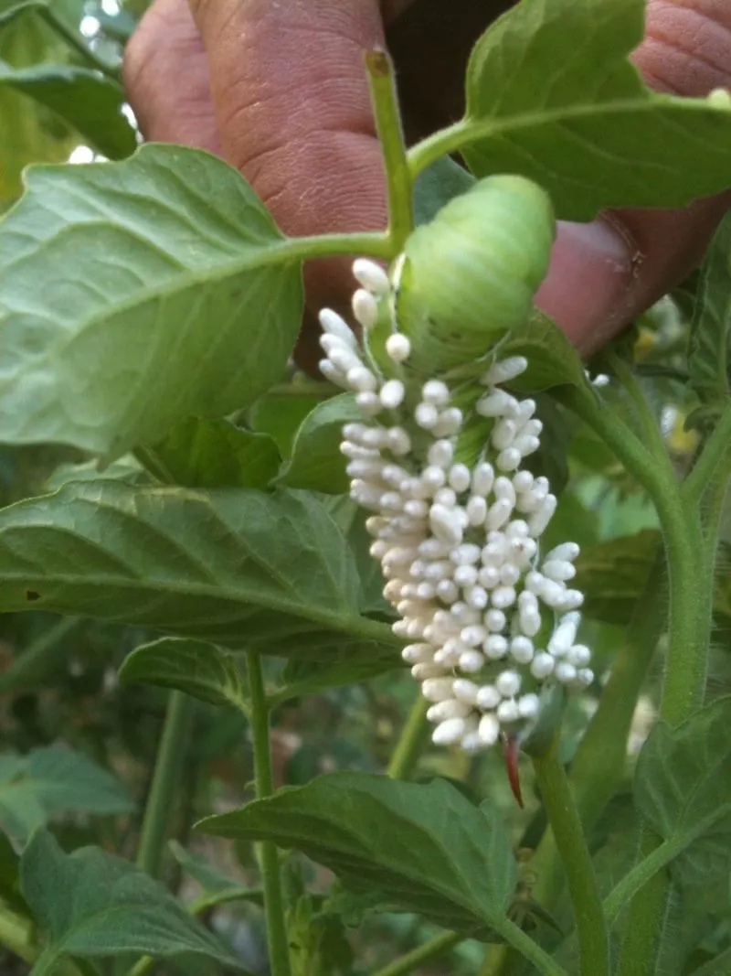 A tomato hornworm being attacked by parasitic wasps.