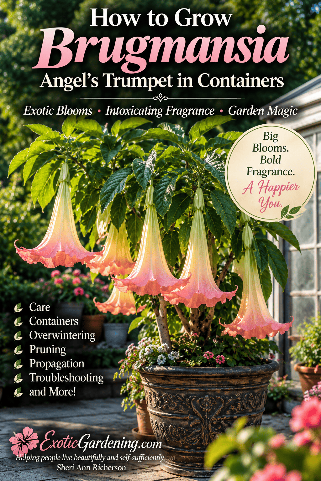 Potted Brugmansia Angel's Trumpet with large hanging flowers