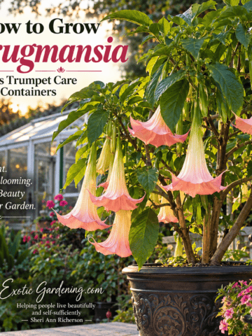 Brugmansia Angel's Trumpet tropical flowering tree with pendulous blooms