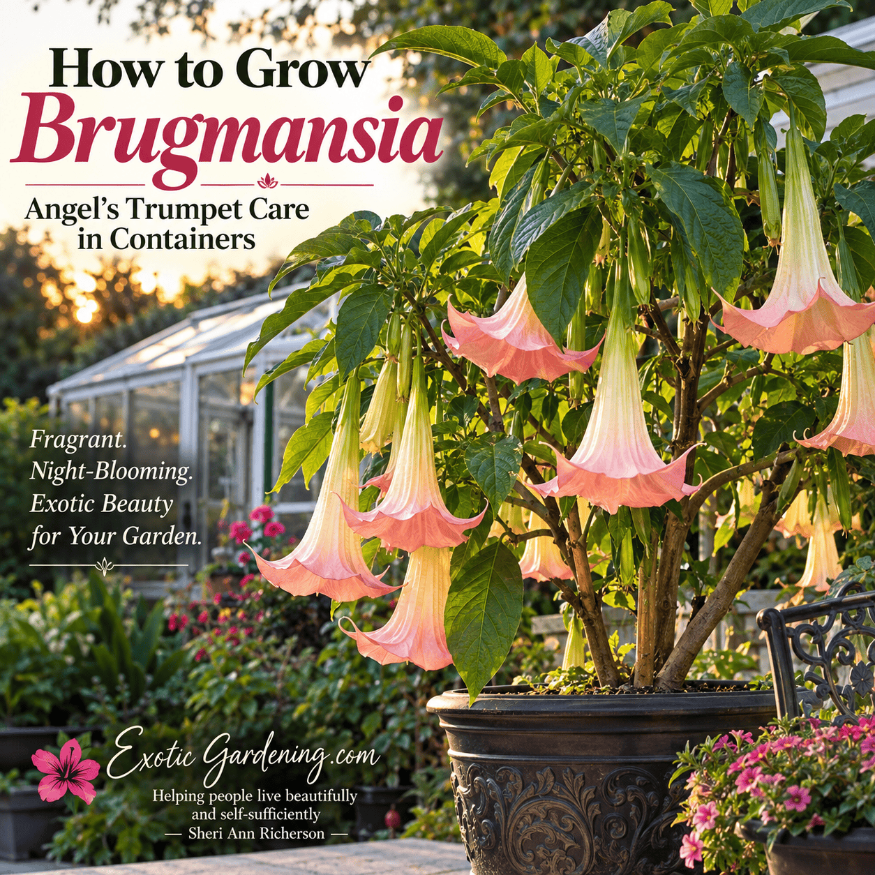 How to Grow Brugmansia: Angel's Trumpet Care in Containers
