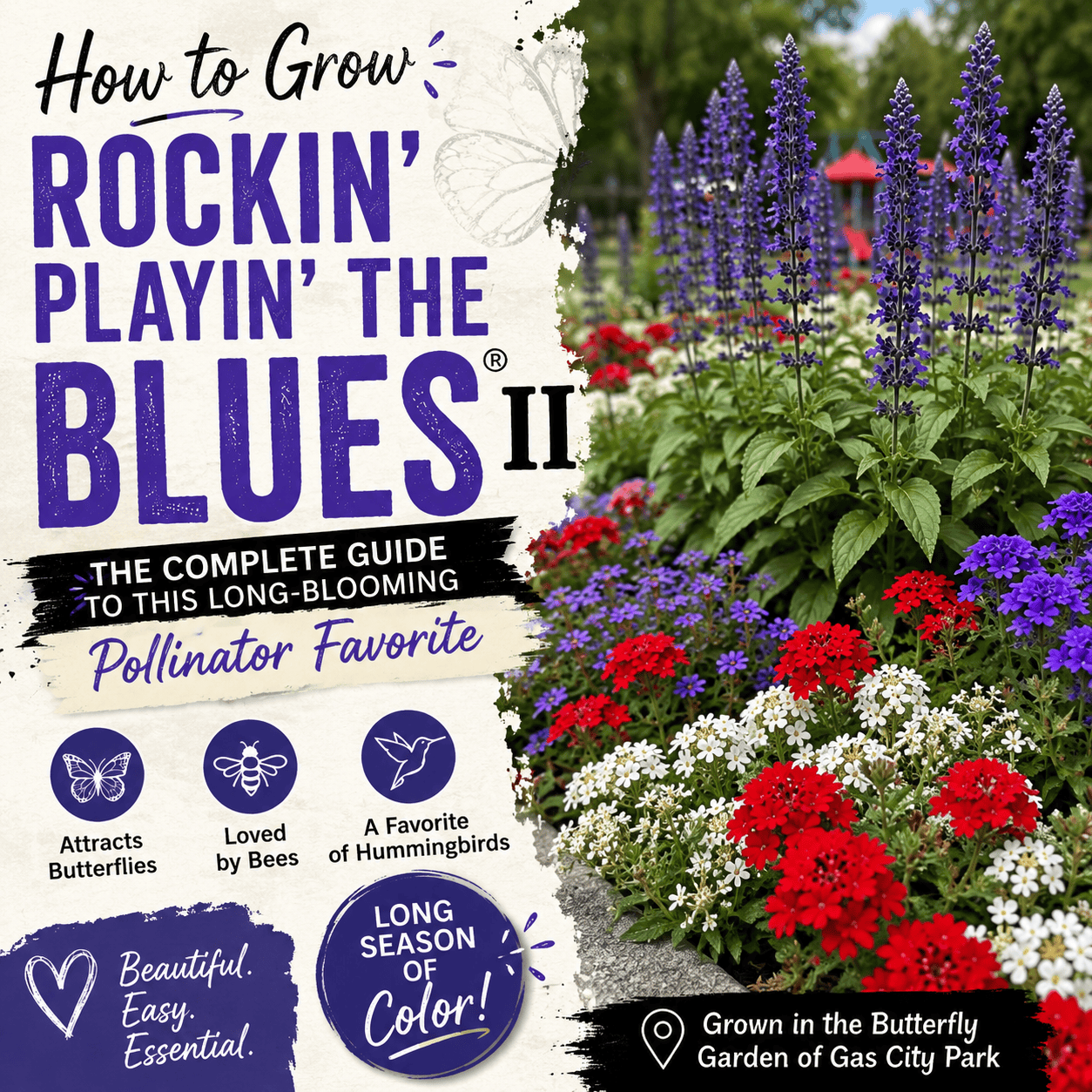 Rockin' Playin' the Blues® II Salvia rising above red, white, and purple flowers in the Butterfly Garden of Gas City Park.