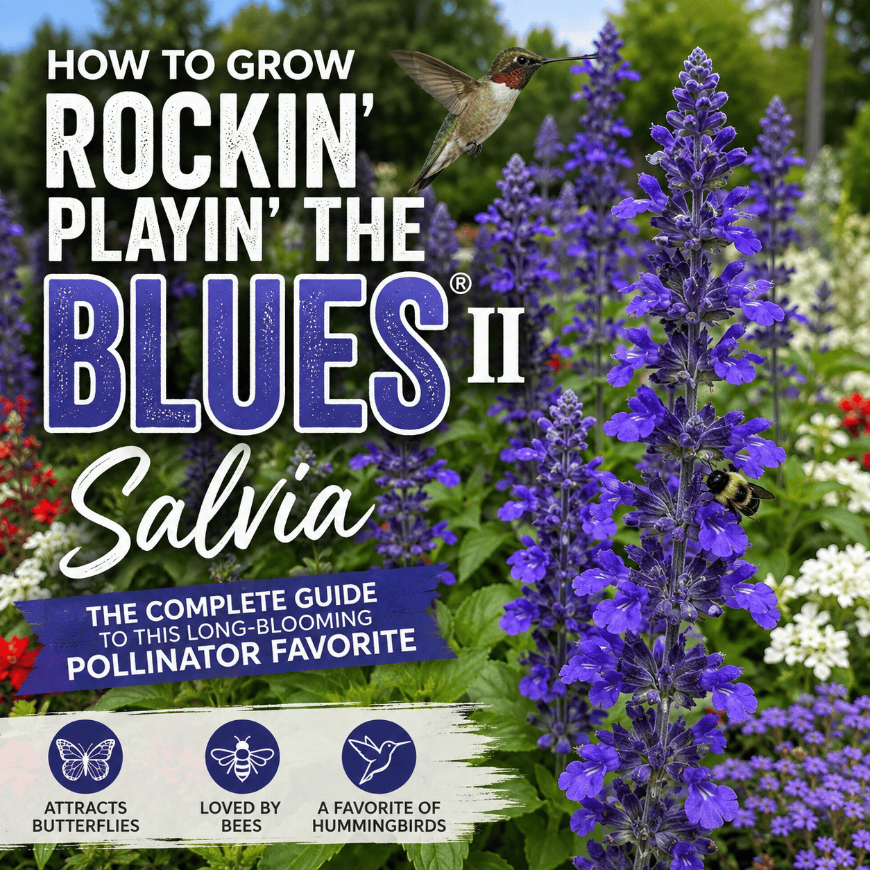 Rockin' Playin' the Blues® II Salvia growing with red and white flowers in a pollinator garden with a bee and hummingbird.