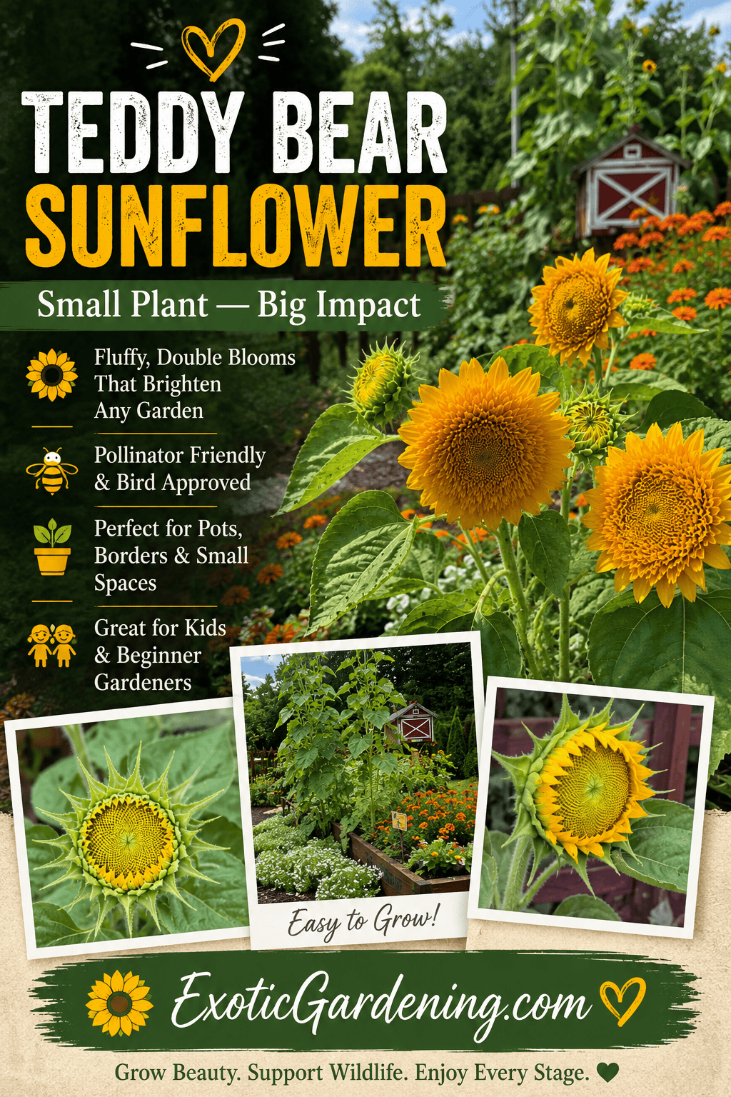 Pinterest graphic using real Teddy Bear sunflower photos showing fluffy golden flowers, unopened buds, and companion plantings in the Children's Garden at Matter Park.
