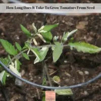 How Long Does It Take To Grow Tomatoes From Seed
