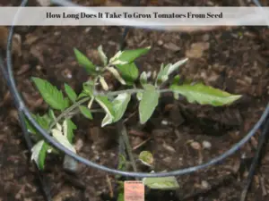 A variegated tomato seedling planted in the garden.