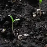 Two tomato seedlings in a pot.