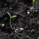 Two tomato seedlings in a pot.