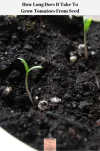 Two tomato seedlings in a pot.