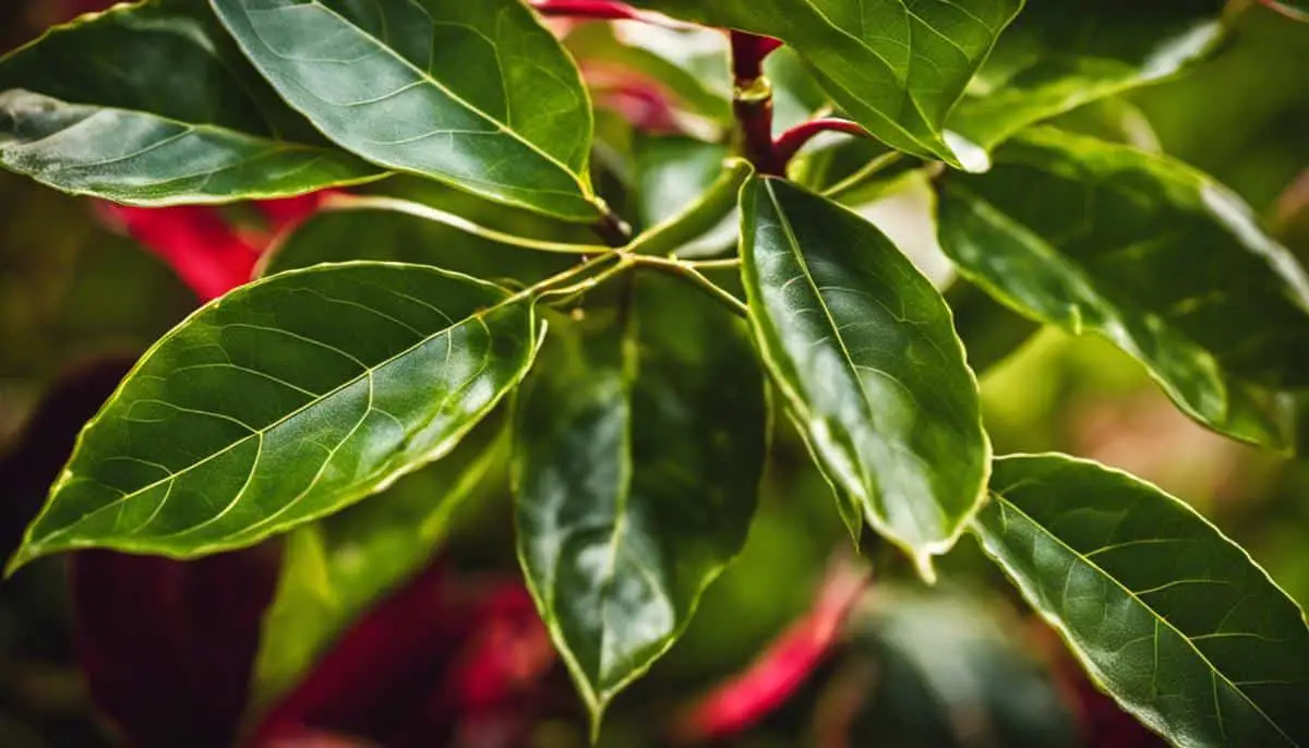 bayleafplantW5A Exotic Gardening