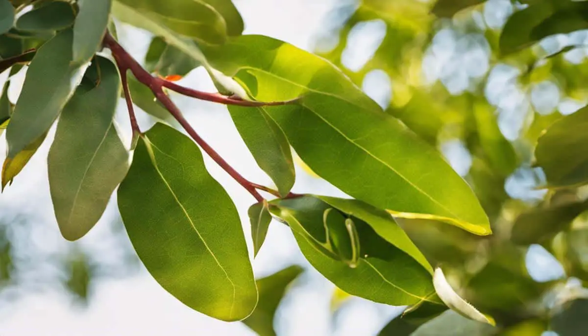 eucalyptusproblemsUGH Exotic Gardening