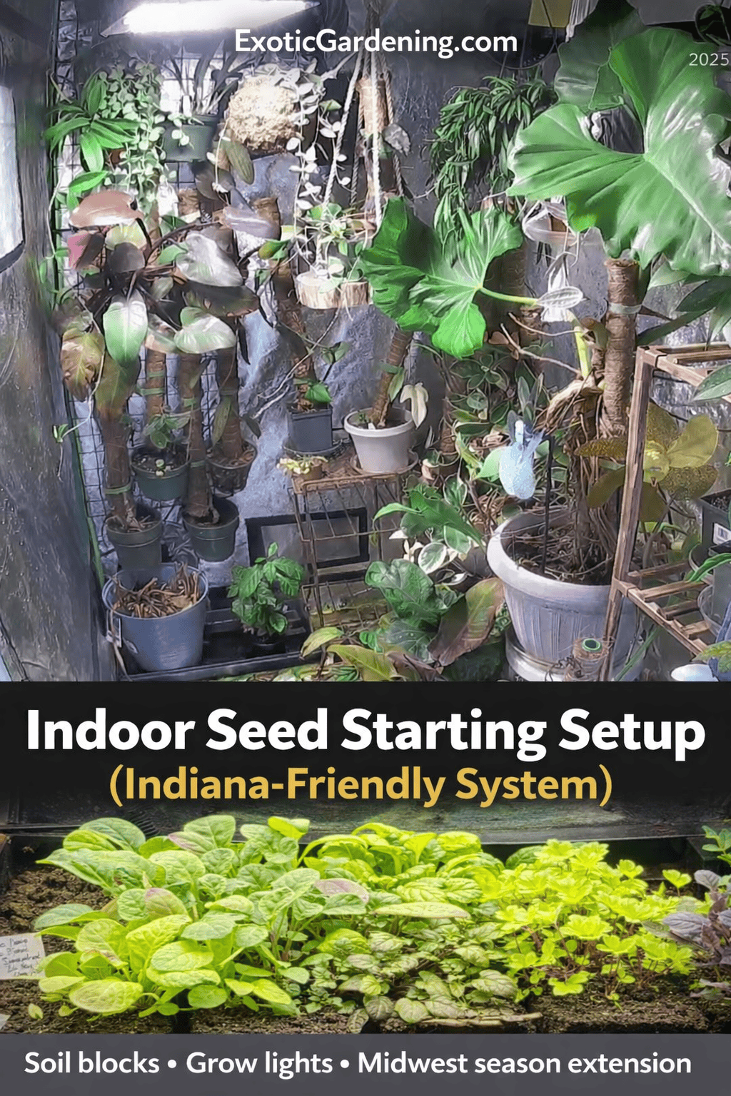Indoor seed starting setup in a grow tent with soil blocks, grow lights, airflow and humidity control for Indiana Zone 5-6 vegetable gardening.