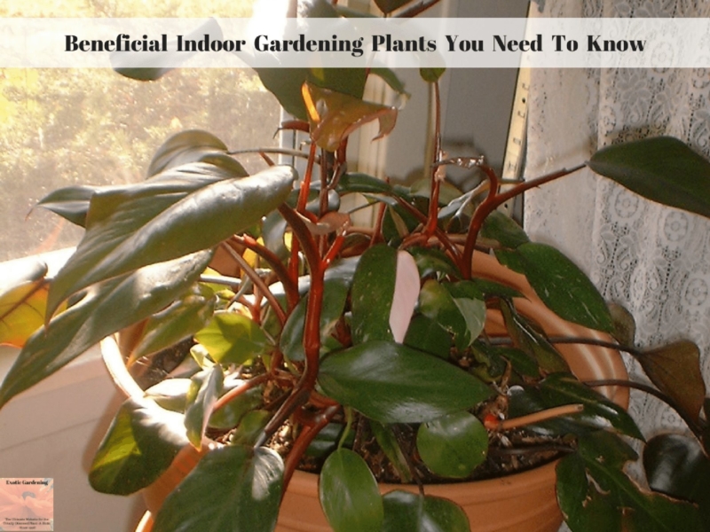 Beneficial Indoor Gardening Plants You Need To Know