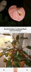 Beneficial Indoor Gardening Plants You Need To Know