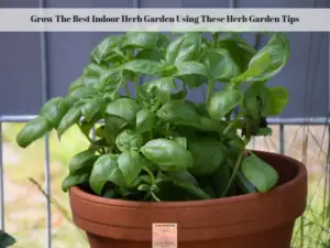 A potted basil plant growing on a windowsill.