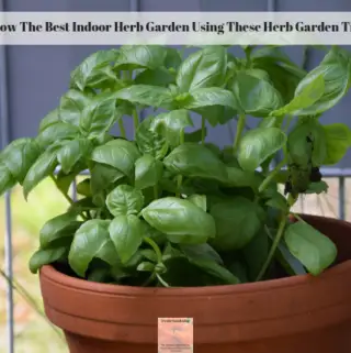 A potted basil plant growing on a windowsill.
