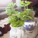 Potted herb plants growing in containers on a windowsill.