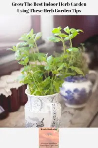 Potted herb plants growing in containers on a windowsill.