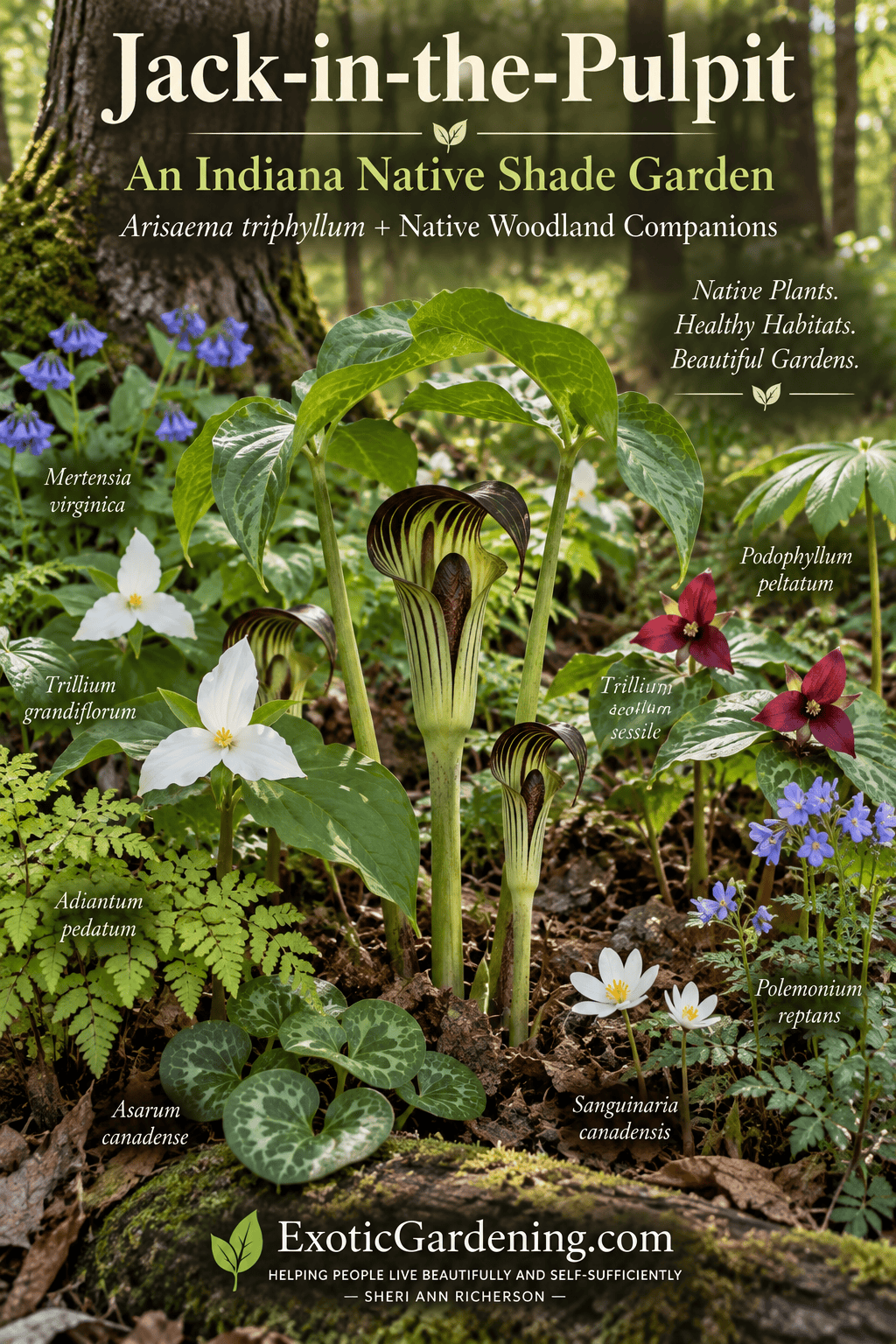 Jack-in-the-pulpit, Arisaema triphyllum, growing in an Indiana native woodland garden with trillium and other shade-loving native plants.