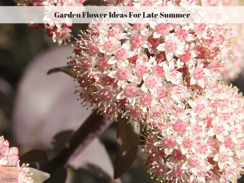 Garden Flower Ideas For Late Summer