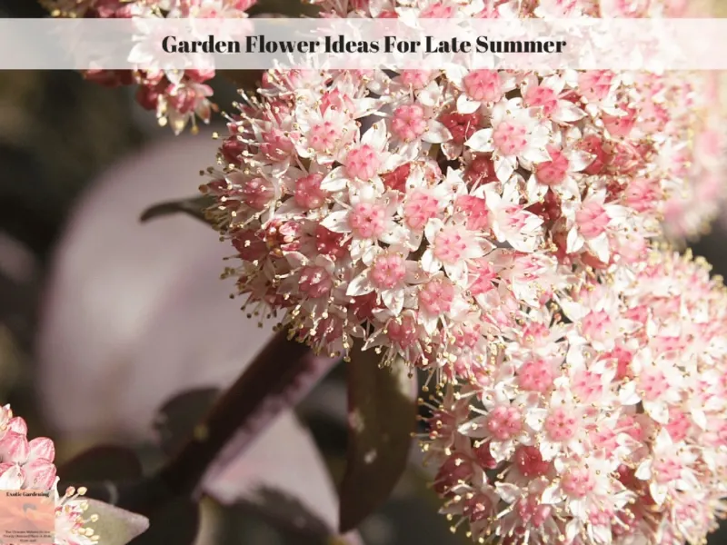 Garden Flower Ideas For Late Summer