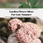 Garden Flower Ideas For Late Summer