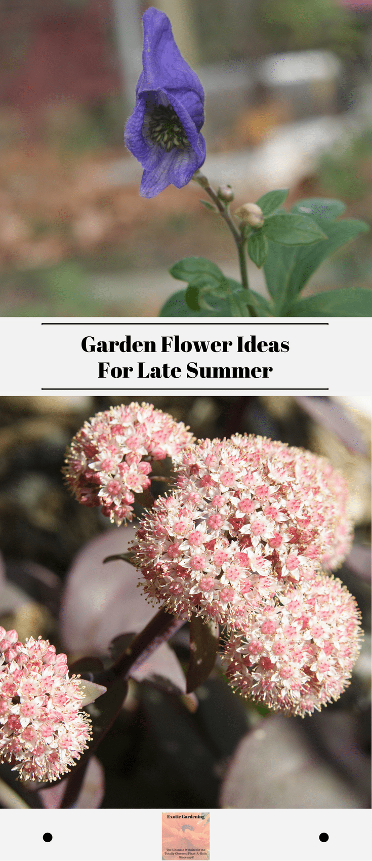 Garden Flower Ideas For Late Summer