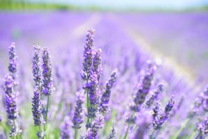 Lavender in bloom.