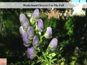 Monkshood Flowers For The Fall