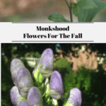 Monkshood Flowers For The Fall