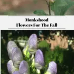 Monkshood Flowers For The Fall