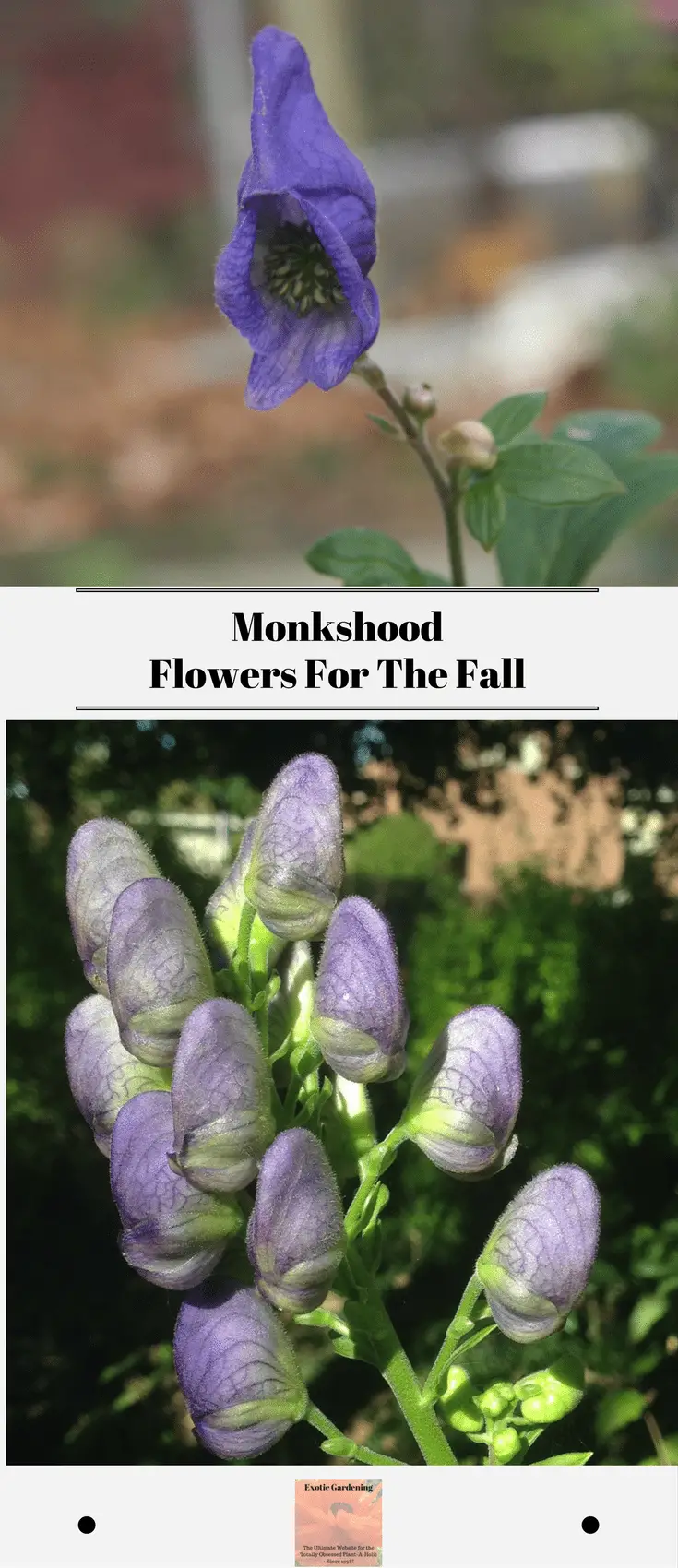 Monkshood Flowers For The Fall