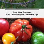 how to grow organic tomatoes