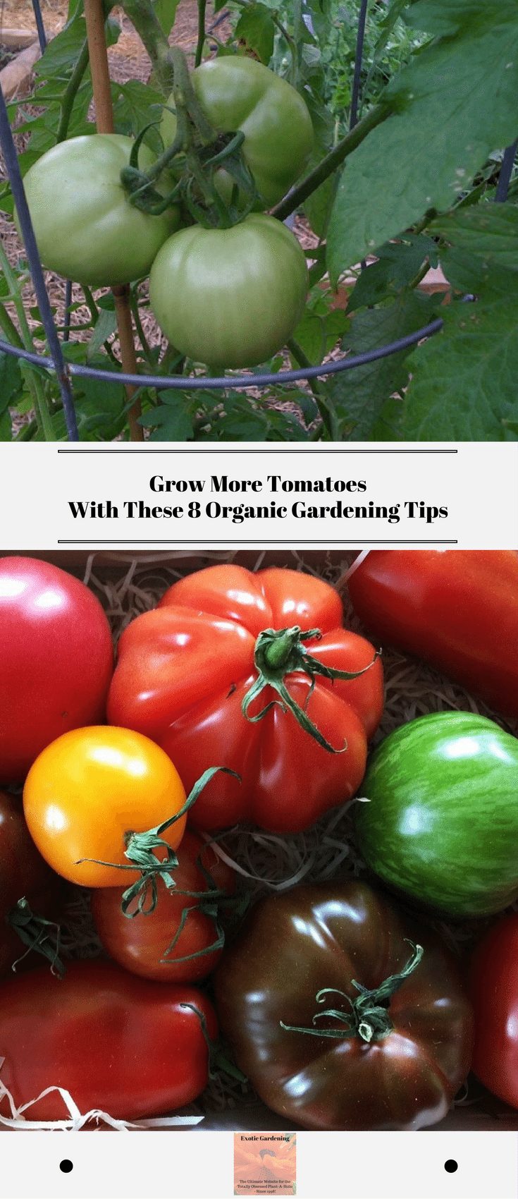 how to grow organic tomatoes