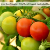 Grow More Tomatoes With These 8 Organic Gardening Tips