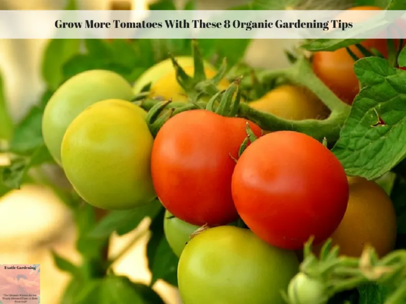 Easy To Grow Tomatoes Ideal For Container Gardens