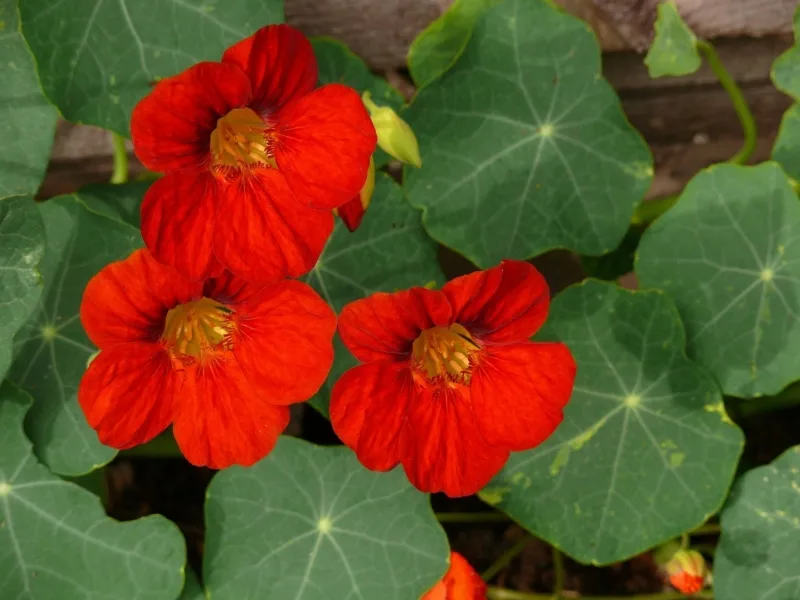 4 Easy To Grow, Edible Organic Flowers