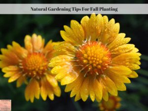 Natural Gardening Tips For Fall Planting